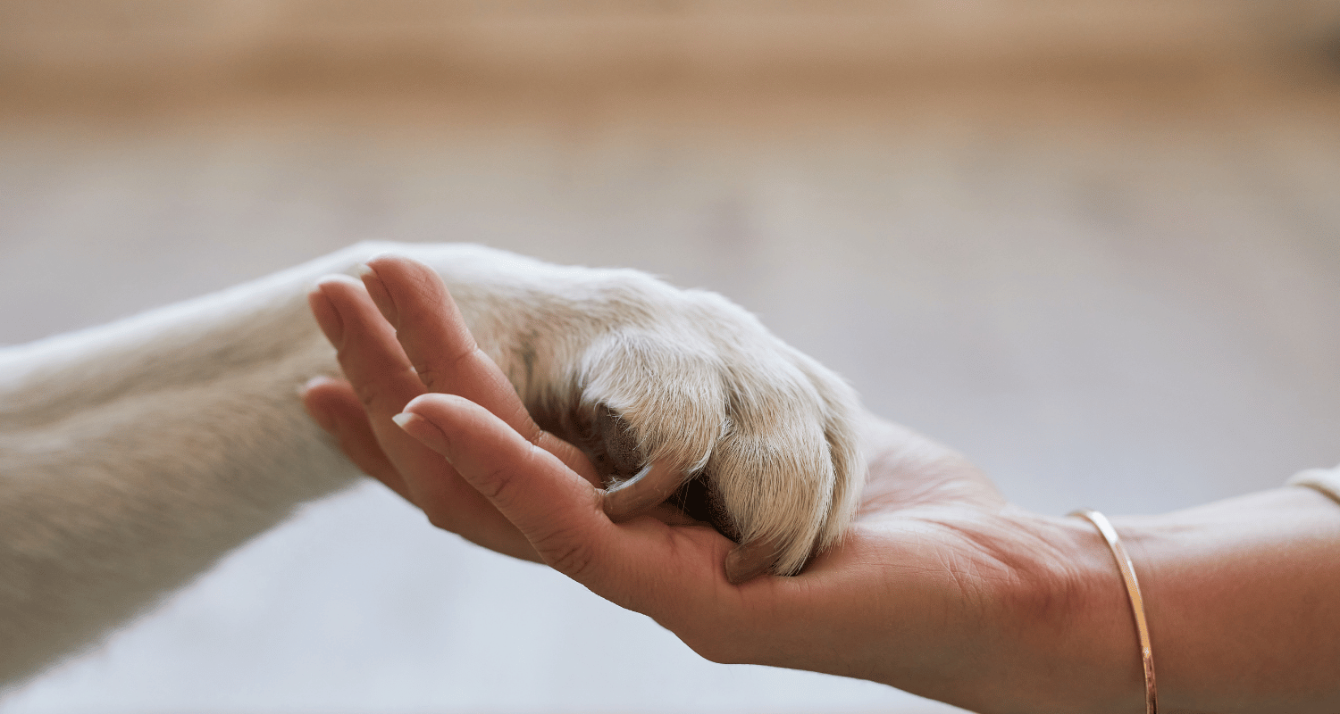 Pet loss support