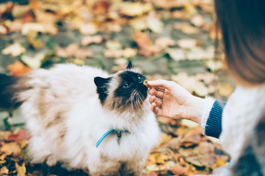 Pet grief counseling online