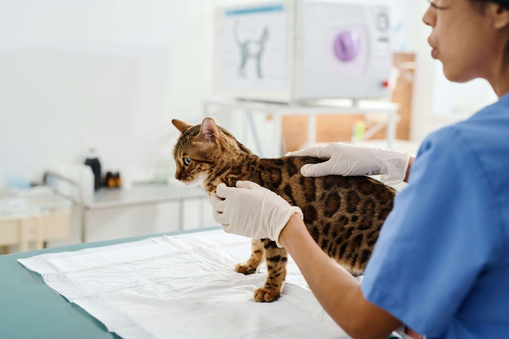 Compassion Fatigue in Animal Work