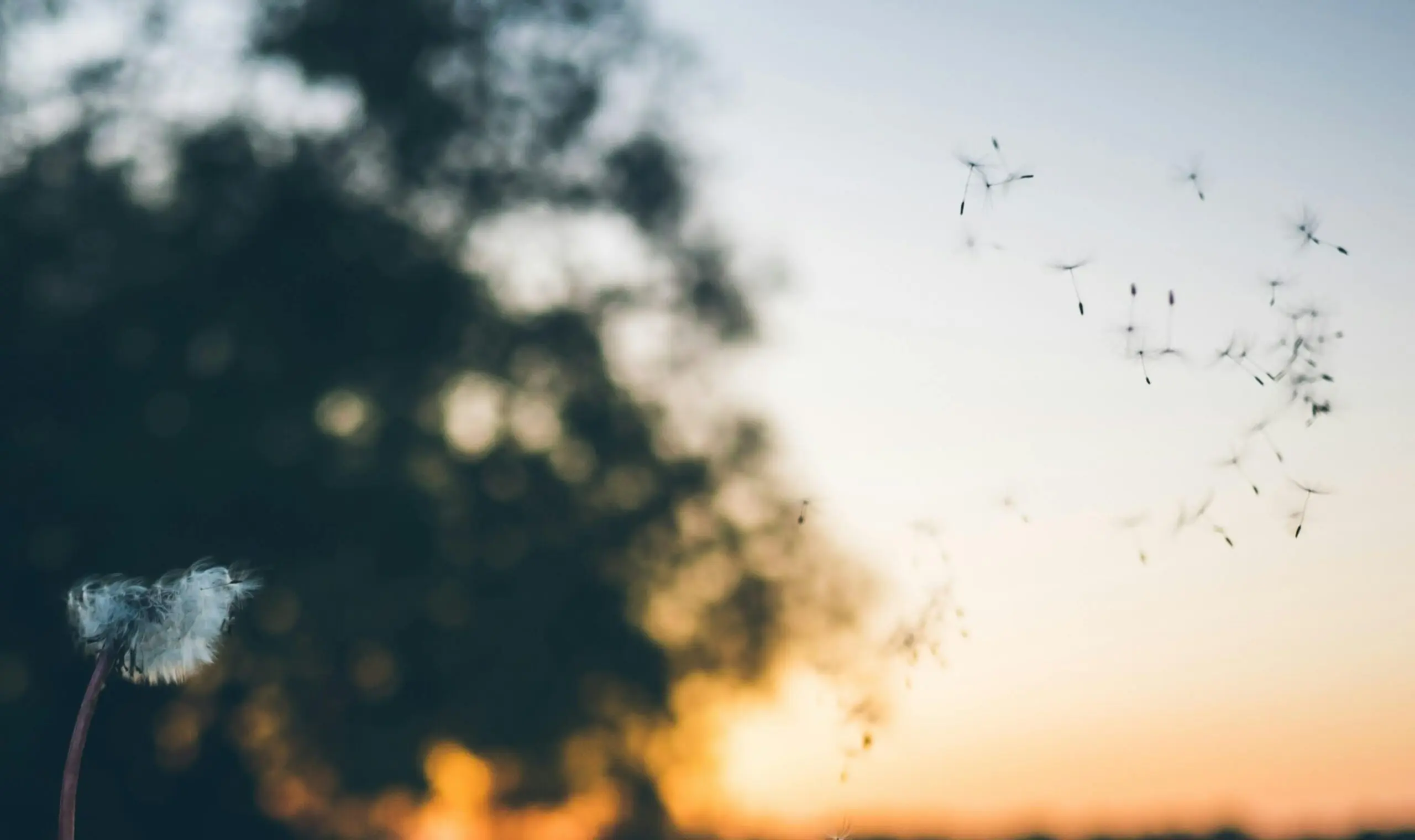 Ambiguous Grief: Coping When Your Pet Is Missing or Has Been Rehomed