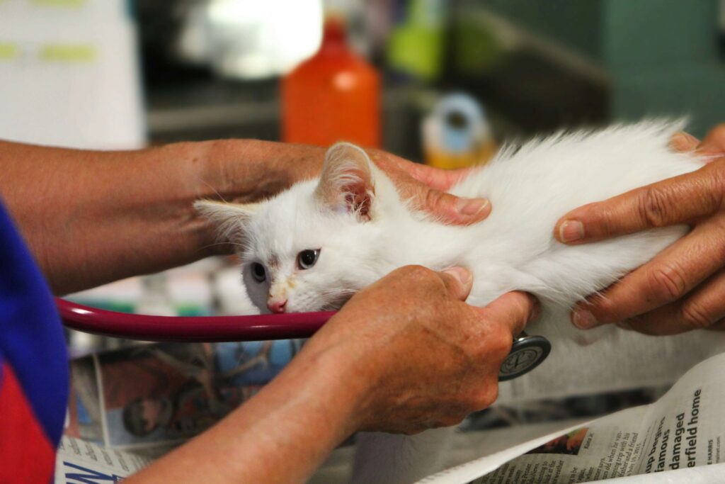 Coping with pet loss